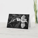 Pesquisar por gardenia cartoes Jardinia