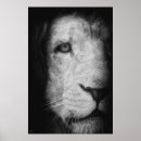 Pesquisar por preto e branco leão pôsteres Natureza