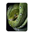 Pesquisar por amazon imas Animal