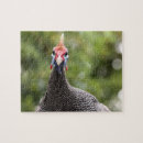 Pesquisar por galinha fotografia For kids