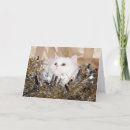 Pesquisar por gato persa branco cartoes Fofofo
