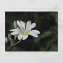 Pesquisar por flor alaranjada cartoes postais Natureza