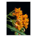 Pesquisar por floret Para eles