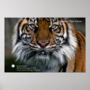 Pesquisar por tigre do sumatran Smithsonian