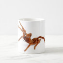 Pesquisar por tarantula canecas Aracnídeo