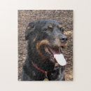 Pesquisar por do rottweiler quebra cabecas Rottie