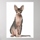 Pesquisar por gato sphynx pôsteres Bonito