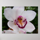 Pesquisar por orquídeas brancas pôsteres Floral