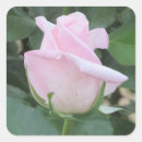 Pesquisar por rosa pálido aumentou Floral