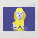 Pesquisar por west highland terrier cartoes postais Animais