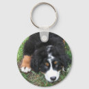 Pesquisar por bernese chaveiros Cão de montanha bernese