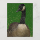 Pesquisar por galinha selvagem cartoes postais Aves aquáticas