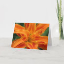 Pesquisar por hemerocallis cartoes postais Alaranjado