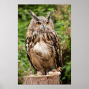 Pesquisar por eagle pôsteres Owl
