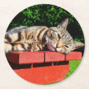 Pesquisar por malhado porta copos Gato