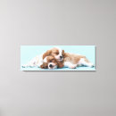 Pesquisar por spaniel do charle do rei Animais de estimação
