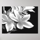 Pesquisar por plumeria pôsteres Flor