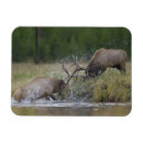 Pesquisar por chifres touro imas Wyoming