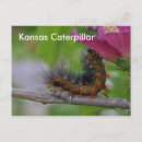 Pesquisar por lagartos verdes cartoes postais Lagarta