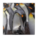 Pesquisar por pintinho azulejos Animais selvagens