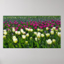 Pesquisar por holland pôsteres Tulip