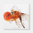 Pesquisar por aletas imas Sealife