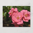 Pesquisar por begonia cartoes postais Rosa