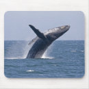 Pesquisar por humpbacks Ruptura