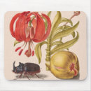 Pesquisar por besouro rinoceronte Natureza