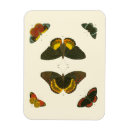 Pesquisar por borboleta fundo imas Borboletas