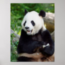 Pesquisar por pandas bonitos pôsteres Fotos dos animais selvagens