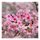 Pesquisar por flores cor de rosa na árvore pôsteres For her