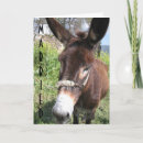 Pesquisar por burros convites Mula