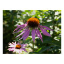 Pesquisar por embalagens pósteres pôsteres Para eles