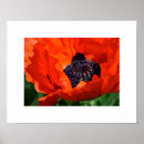 Pesquisar por orientais pósteres pôsteres Papoila