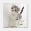 Pesquisar por dobra imas Gatinho