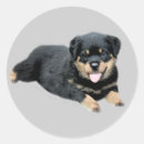 Pesquisar por rottweilers adesivos Podaria