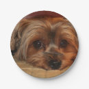 Pesquisar por das do yorkshire terrier pratos Cachorro