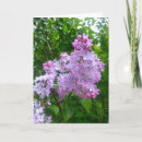 Pesquisar por lilac flowers cartoes Garden