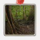 Pesquisar por planta ornamentos Floresta tropical
