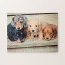 Pesquisar por filhote cachorro dachshund quebra cabecas Doxie