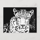Pesquisar por leopardo branco cartoes postais Foto