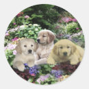 Pesquisar por golden retriever adesivos Ouro