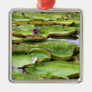 Pesquisar por brasileiro ornamentos Viagem