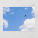Pesquisar por bird cartoes postais Animal