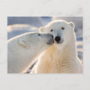 Pesquisar por cute polar bear cartoes Winter animals