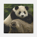 Pesquisar por floresta de bambu imas Panda