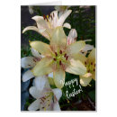 Pesquisar por lírios de pascoa cartoes Fotografia floral