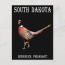 Pesquisar por faisão cartoes postais Dakota