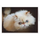 Pesquisar por olho humano cartoes postais Gato